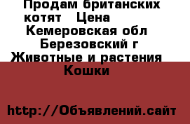 Продам британских котят › Цена ­ 1 500 - Кемеровская обл., Березовский г. Животные и растения » Кошки   